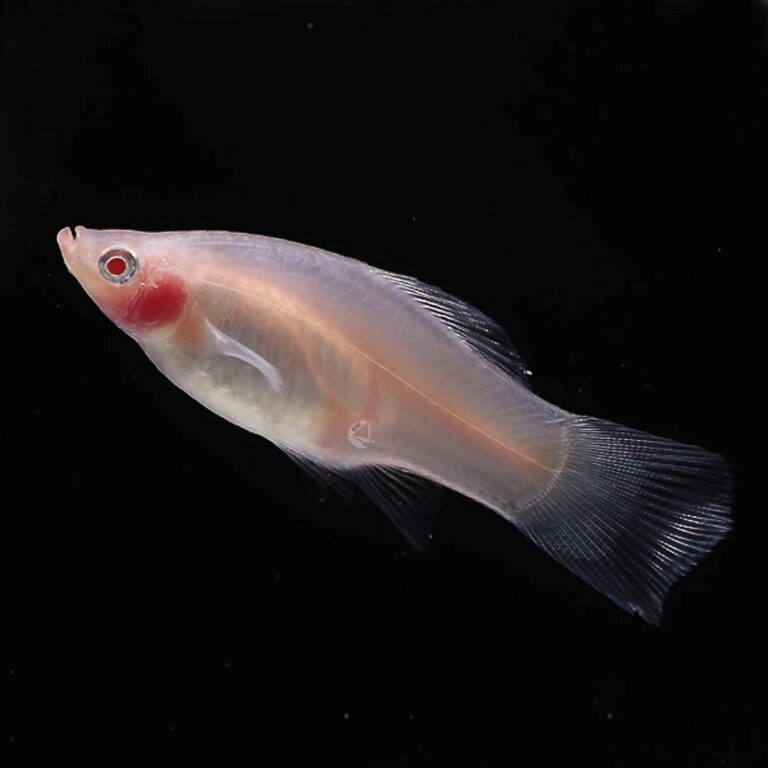 Albino Red Eye Koi Platy สอดแซนต้าคอสเผือก - SNC FISHSHOP