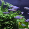 Dwarf Rainbowfish 750x500 2