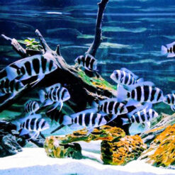 ปลาแรม-ปลาหมอ cichlid