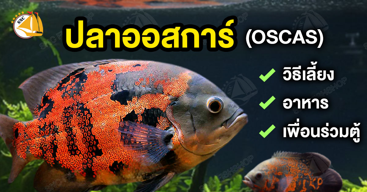 ปลาออสการ์ OSCAS วิธีเลี้ยง อาหาร เพื่อนร่วมตู้