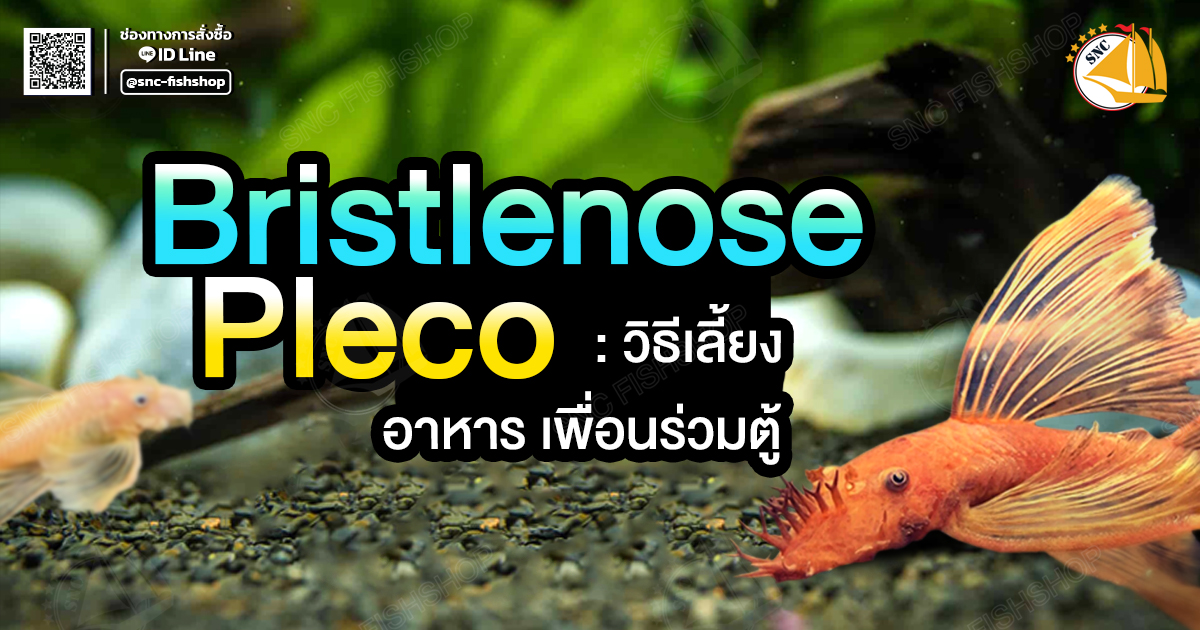 ปลาซัคเกอร์หนวด L144 Bristlenose Pleco